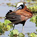 Jacana à poitrine dorée