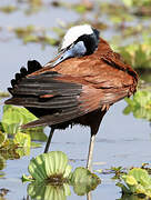 African Jacana