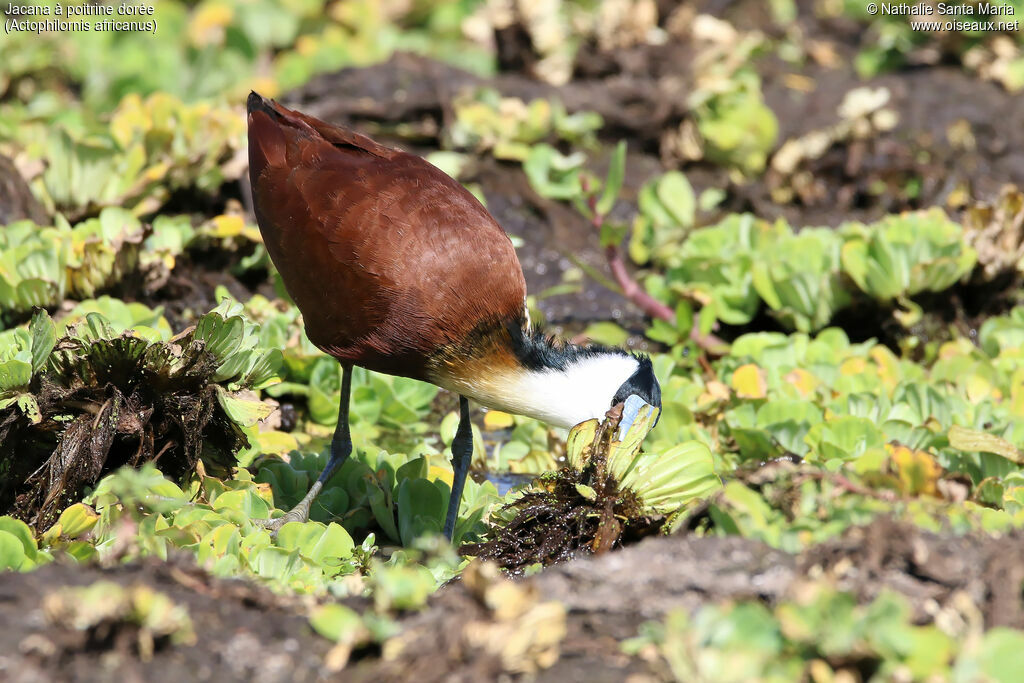 Jacana à poitrine doréeadulte, identification, habitat, pêche/chasse