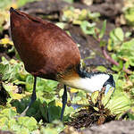 Jacana à poitrine dorée