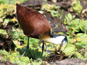 Jacana à poitrine dorée