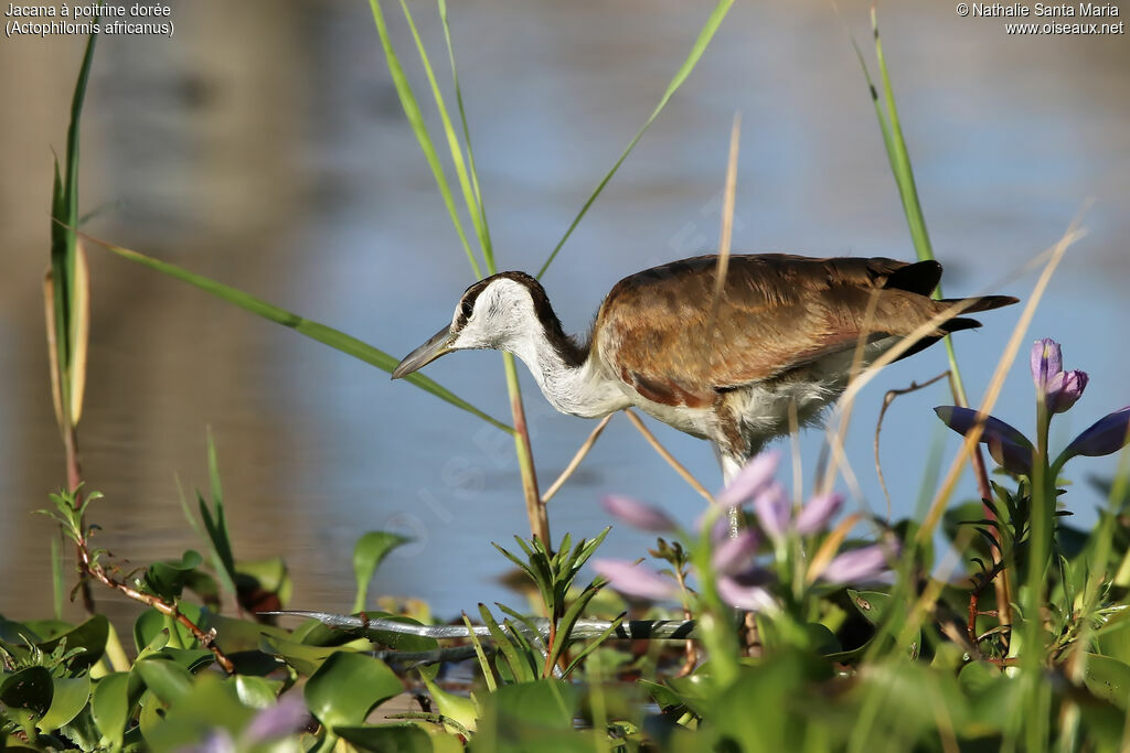 Jacana à poitrine doréeimmature, identification, habitat