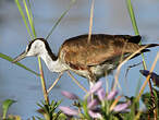 Jacana à poitrine dorée