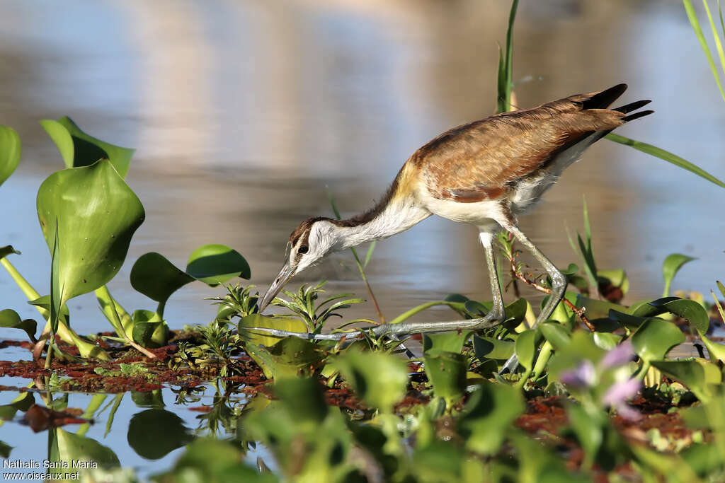 African Jacanajuvenile, walking, fishing/hunting, Behaviour