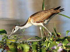 Jacana à poitrine dorée