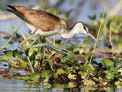 Jacana à poitrine dorée