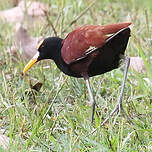 Jacana du Mexique
