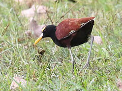 Northern Jacana