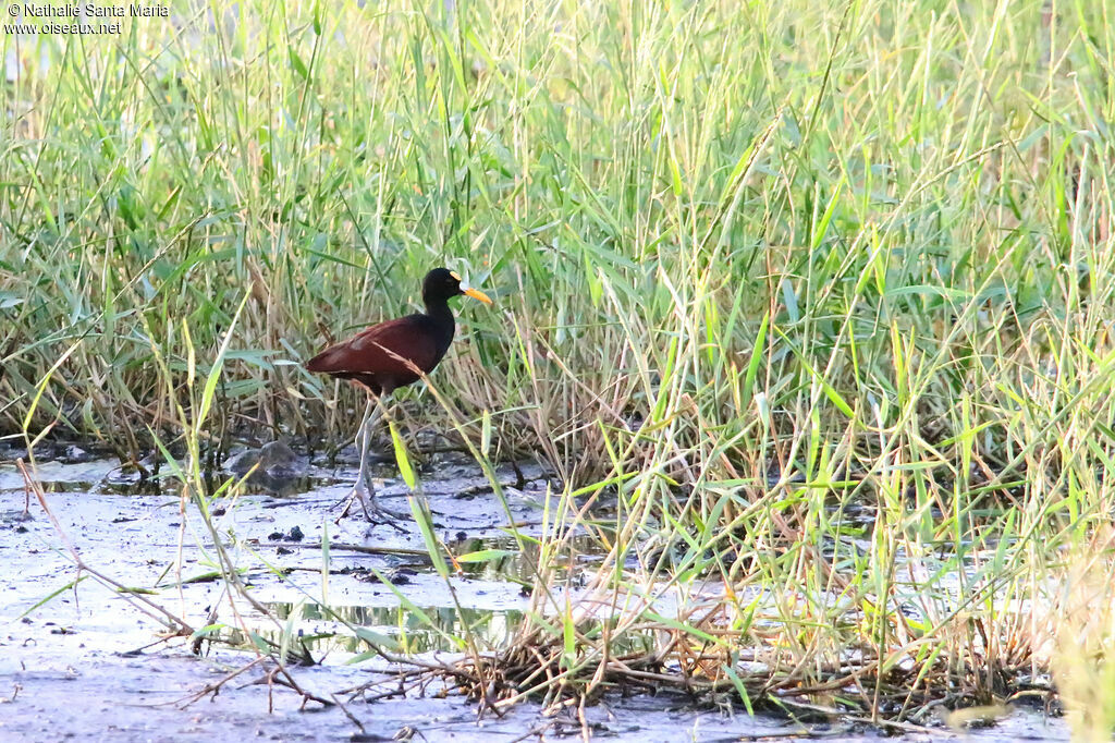 Northern Jacanaadult, habitat