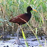 Jacana du Mexique