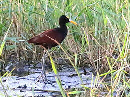 Jacana du Mexique