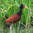 Jacana noir
