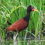 Jacana noir