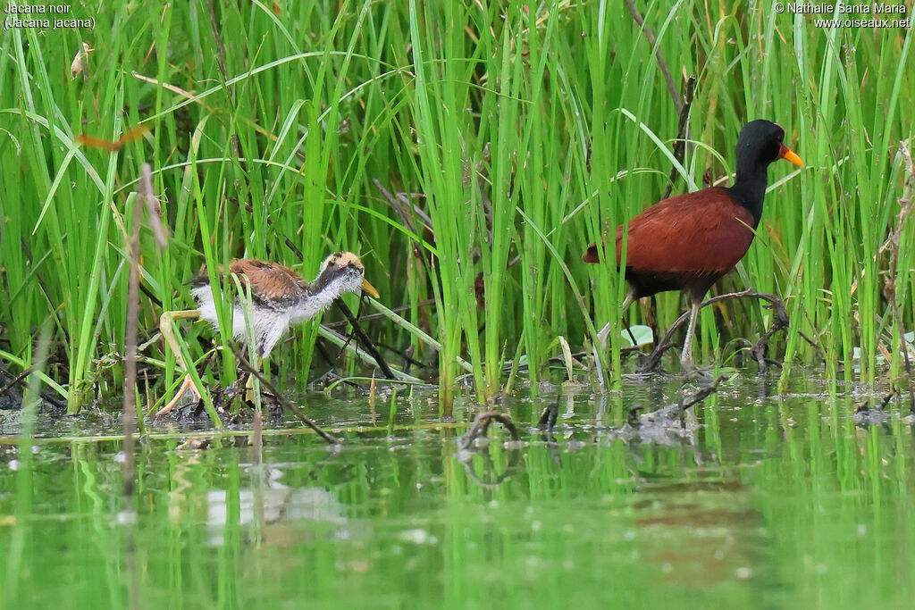 Jacana noir