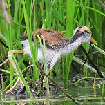 Jacana noir