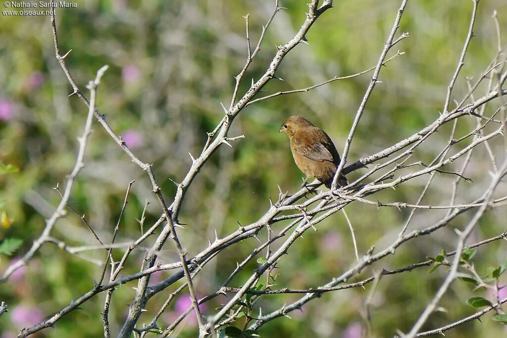 Blue-black Grassquit female adult, habitat