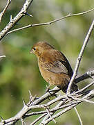 Blue-black Grassquit