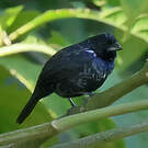 Jacarini noir