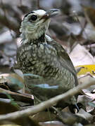 Regent Bowerbird