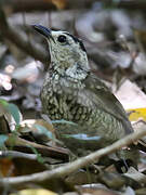 Regent Bowerbird