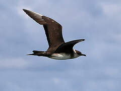 Parasitic Jaeger