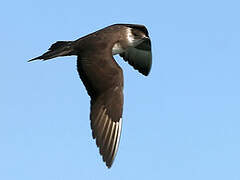 Parasitic Jaeger