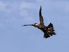 Parasitic Jaeger