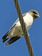 White-breasted Woodswallow