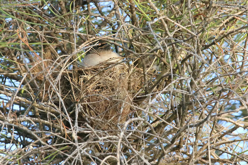 White-breasted Woodswallowjuvenile, habitat, Reproduction-nesting