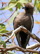 Dusky Woodswallow