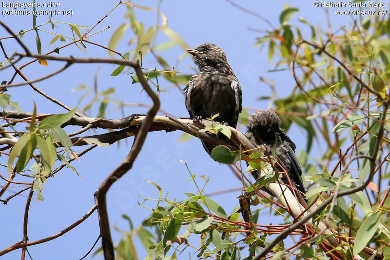 Dusky Woodswallowjuvenile, habitat
