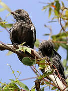 Dusky Woodswallow