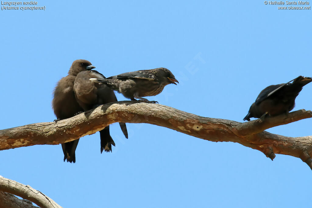 Dusky Woodswallow, identification