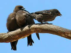 Dusky Woodswallow