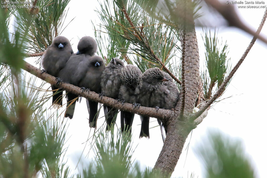 Dusky Woodswallow, colonial reprod., Behaviour