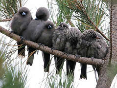 Dusky Woodswallow