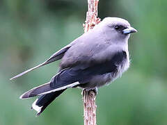 Dusky Woodswallow