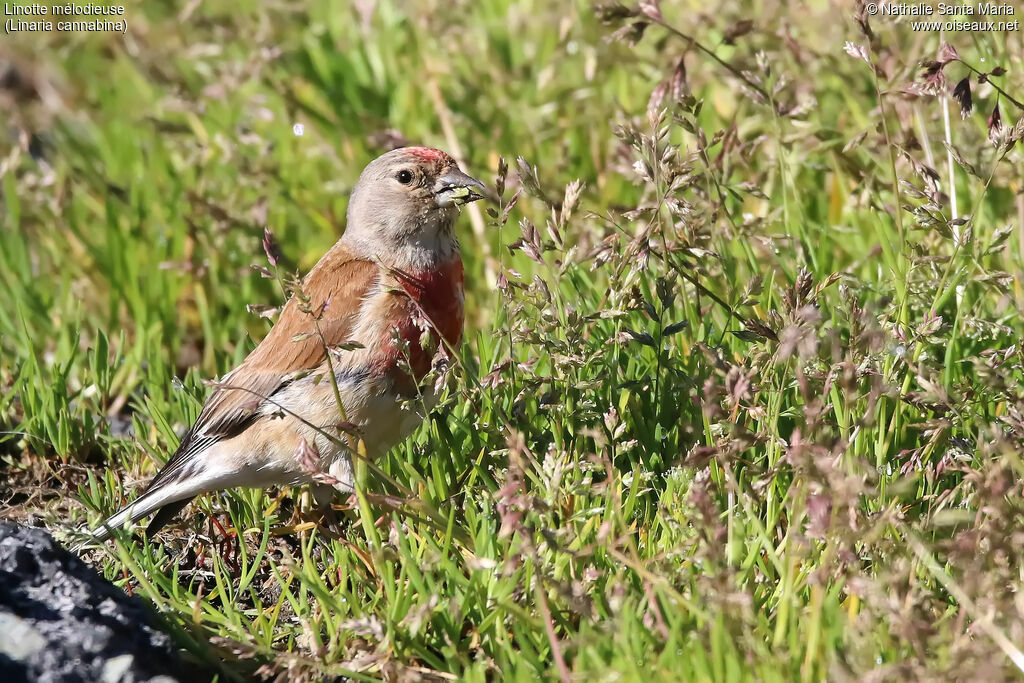 Common Linnet male adult, identification, eats