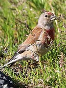 Common Linnet