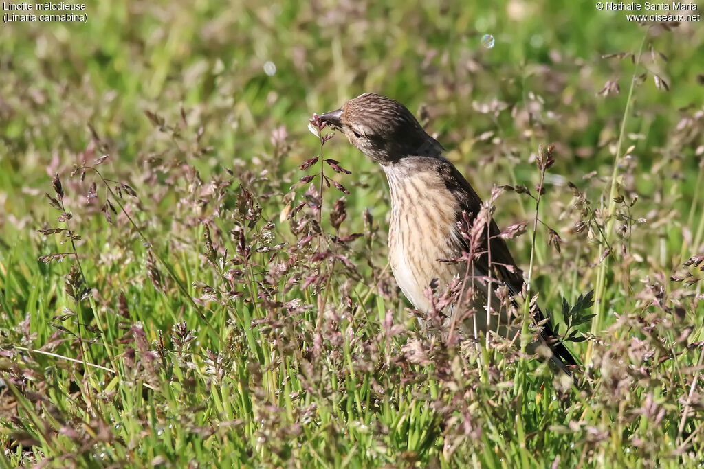 Common Linnet female adult, habitat, eats