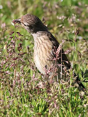 Linotte mélodieuse