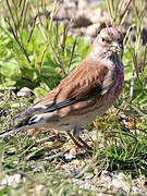 Linotte mélodieuse