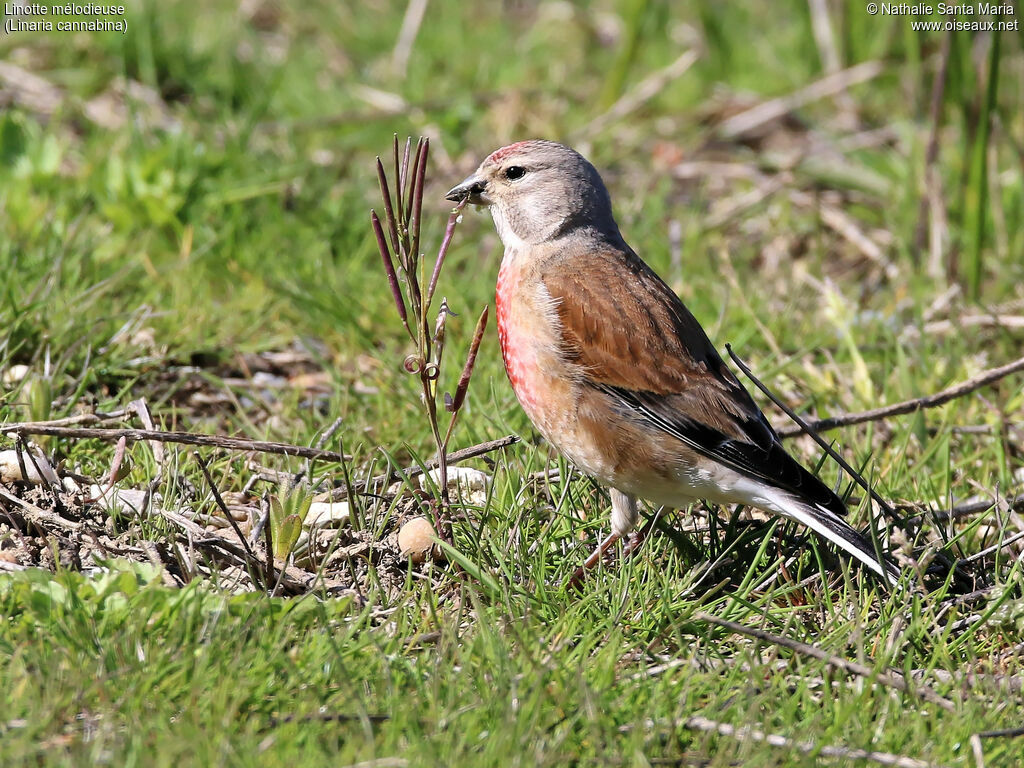 Common Linnet male adult breeding, identification, habitat, walking, feeding habits, eats