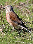 Linotte mélodieuse