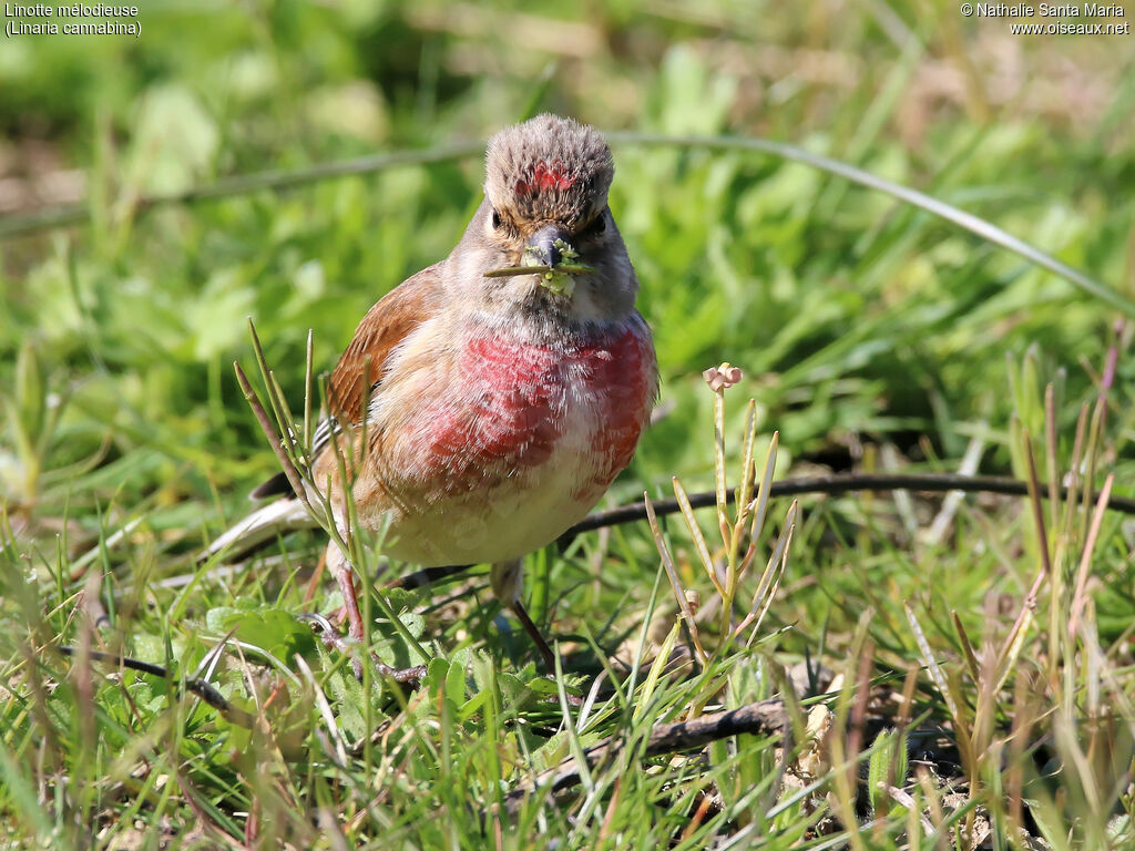 Common Linnet male adult breeding, identification, habitat, feeding habits, eats