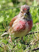 Common Linnet