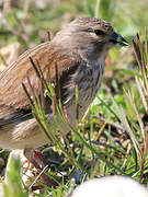 Linotte mélodieuse