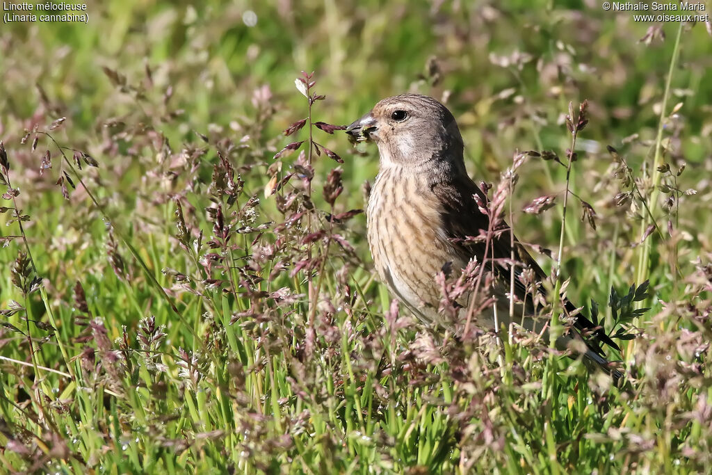 Linotte mélodieuse femelle adulte, mange