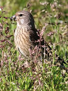 Common Linnet