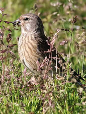 Linotte mélodieuse